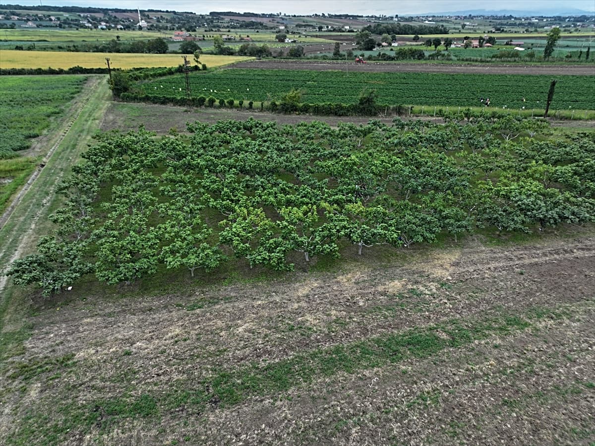 Karadeniz Tarımsal Araştırma Enstitüsü incir genetiğini Bafra'da koruma altına aldı
