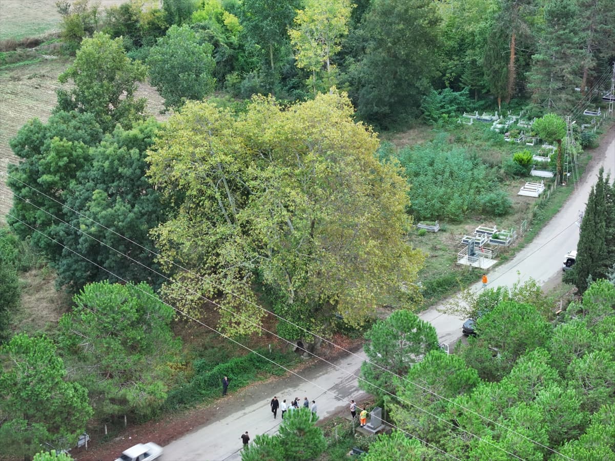 Samsun Alaçam'da belediye, 630 ve 450 yıllık çınarların anıt ağaç tescili için başvurdu