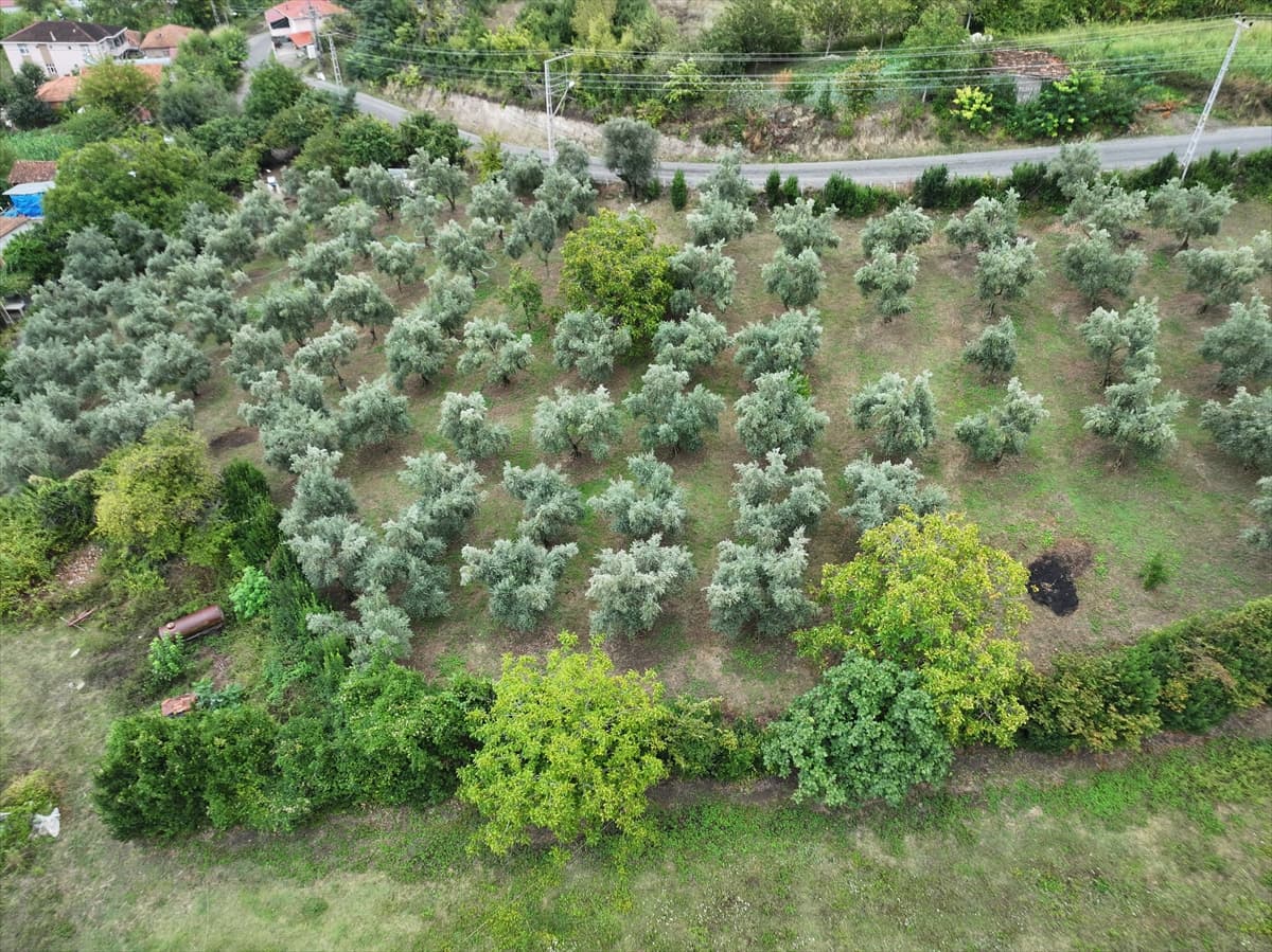 Samsun Alaçam'da kız kardeşler babalarının 90 zeytin ağacını üretime kazandırdı