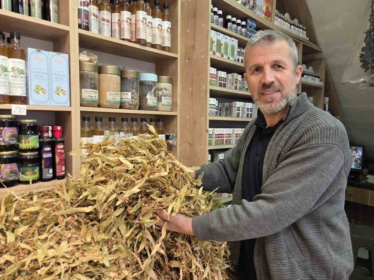 Ihlamurda bolluk fiyatı düşürdü, çiçekli ıhlamurun kilosu 1500 TL oldu