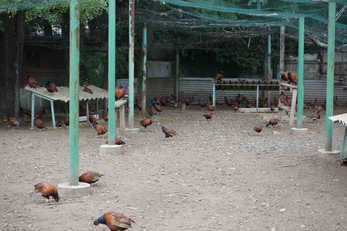 Samsun'da kahverengi kokarcaya karşı bu yıl 3 bin 500 sülün doğaya salındı